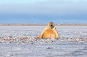BEA 06 SK0049 01
Polar Bear Climbing Out Of Icy Water Arctic National Wildlife Refuge Alaska