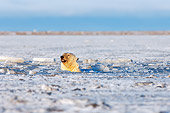 BEA 06 SK0050 01
Polar Bear Swimming In Icy Water Arctic National Wildlife Refuge Alaska