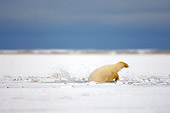 BEA 06 SK0052 01
Polar Bear Cub Diving Into Hole In Ice Arctic National Wildlife Refuge Alaska