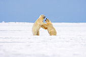 BEA 06 SK0057 01
Two Polar Bear Cubs Sparring On Pack Ice Arctic National Wildlife Refuge Alaska