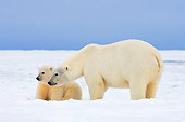 BEA 06 SK0058 01
Polar Bear Sow And Cub Standing On Pack Ice Arctic National Wildlife Refuge Alaska
