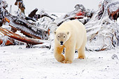 BEA 06 SK0062 01
Polar Bear Walking By Whale Carcass Arctic National Wildlife Refuge Alaska