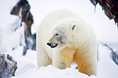 BEA 06 SK0063 01
Polar Bear Gnawing Whale Carcass Arctic National Wildlife Refuge Alaska
