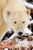 BEA 06 SK0064 01
Polar Bear Gnawing Whale Carcass Arctic National Wildlife Refuge Alaska