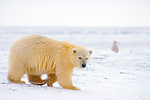 BEA 06 SK0065 01
Polar Bear Cub Walking On Pack Ice Arctic National Wildlife Refuge Alaska