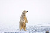 BEA 06 SK0067 01
Polar Bear Standing On Hind Legs On Pack Ice Arctic National Wildlife Refuge Alaska