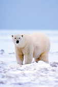 BEA 06 SK0070 01
Polar Bear Standing On Pack Ice Arctic National Wildlife Refuge Alaska