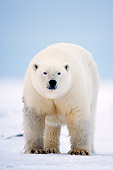 BEA 06 SK0071 01
Polar Bear Standing On Pack Ice Arctic National Wildlife Refuge Alaska