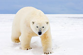 BEA 06 SK0079 01
Polar Bear Walking On Pack Ice Arctic National Wildlife Refuge Alaska