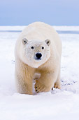 BEA 06 SK0080 01
Polar Bear Walking On Pack Ice Arctic National Wildlife Refuge Alaska