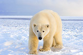 BEA 06 SK0081 01
Polar Bear Walking On Pack Ice Arctic National Wildlife Refuge Alaska