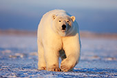 BEA 06 SK0082 01
Polar Bear Walking On Pack Ice Arctic National Wildlife Refuge Alaska