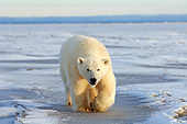 BEA 06 SK0084 01
Polar Bear Walking On Pack Ice Arctic National Wildlife Refuge Alaska