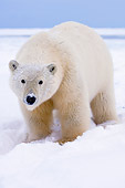 BEA 06 SK0085 01
Polar Bear Standing On Pack Ice Arctic National Wildlife Refuge Alaska
