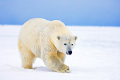 BEA 06 SK0086 01
Polar Bear Walking On Pack Ice Arctic National Wildlife Refuge Alaska
