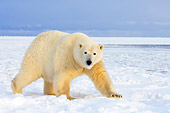 BEA 06 SK0088 01
Polar Bear Walking On Pack Ice Arctic National Wildlife Refuge Alaska