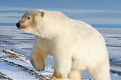 BEA 06 SK0093 01
Polar Bear Walking On Pack Ice Arctic National Wildlife Refuge Alaska