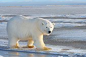 BEA 06 SK0094 01
Polar Bear Walking On Pack Ice Arctic National Wildlife Refuge Alaska