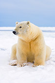 BEA 06 SK0099 01
Polar Bear Sitting On Pack Ice Arctic National Wildlife Refuge Alaska