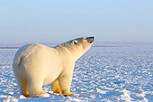 BEA 06 SK0101 01
Polar Bear Standing On Pack Ice Arctic National Wildlife Refuge Alaska