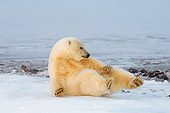 BEA 06 SK0105 01
Polar Bear Cub Playing On Pack Ice Arctic National Wildlife Refuge Alaska