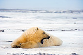 BEA 06 SK0108 01
Polar Bear Cub Laying On Pack Ice Arctic National Wildlife Refuge Alaska