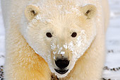 BEA 06 SK0109 01
Polar Bear Cub Standing On Pack Ice Arctic National Wildlife Refuge Alaska