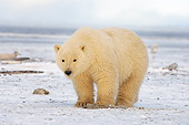 BEA 06 SK0110 01
Polar Bear Cub Standing On Pack Ice Arctic National Wildlife Refuge Alaska