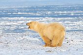BEA 06 SK0111 01
Polar Bear Cub Standing On Pack Ice Arctic National Wildlife Refuge Alaska