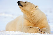 BEA 06 SK0115 01
Polar Bear Laying On Pack Ice Arctic National Wildlife Refuge Alaska