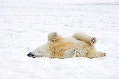 BEA 06 SK0118 01
Polar Bear Laying On Pack Ice Arctic National Wildlife Refuge Alaska