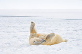 BEA 06 SK0119 01
Polar Bear Laying On Pack Ice Arctic National Wildlife Refuge Alaska