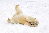 BEA 06 SK0120 01
Polar Bear Laying On Pack Ice Arctic National Wildlife Refuge Alaska