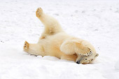 BEA 06 SK0121 01
Polar Bear Laying On Pack Ice Arctic National Wildlife Refuge Alaska