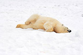 BEA 06 SK0122 01
Polar Bear Laying On Pack Ice Arctic National Wildlife Refuge Alaska