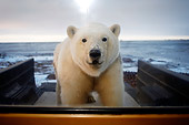 BEA 06 SK0123 01
Polar Bear Investigating Pickup Truck Arctic National Wildlife Refuge Alaska