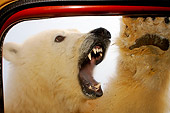 BEA 06 SK0125 01
Polar Bear Roaring At Truck Door Arctic National Wildlife Refuge Alaska
