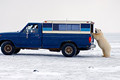 BEA 06 SK0126 01
Polar Bear Investigating Pickup Truck Arctic National Wildlife Refuge Alaska