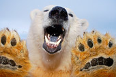 BEA 06 SK0127 01
Polar Bear Pushing On Window Of Pickup Truck Arctic National Wildlife Refuge Alaska