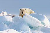 BEA 06 SK0131 01
Polar Bear Standing On Pack Ice Alaska