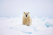 BEA 06 SK0138 01
Polar Bear Standing On Pack Ice Alaska