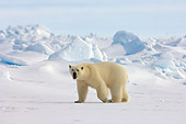 BEA 06 SK0143 01
Polar Bear Walking On Pack Ice Alaska