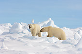 BEA 06 SK0148 01
Two Polar Bears Walking On Pack Ice Alaska