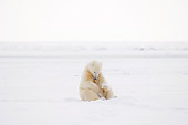 BEA 06 SK0217 01
Polar Bear Sitting In Snow