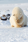 BEA 06 SK0218 01
Polar Bear Sitting In Snow Covering Face With Paw