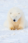 BEA 06 SK0219 01
Polar Bear Sitting In Snow