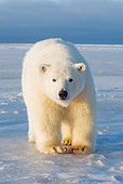 BEA 06 SK0221 01
Polar Bear Standing On Ice