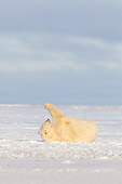 BEA 06 SK0225 01
Polar Bear Rolling On Back On Snow