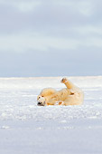 BEA 06 SK0226 01
Polar Bear Rolling On Back On Snow
