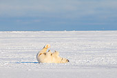 BEA 06 SK0227 01
Polar Bear Rolling On Back On Snow